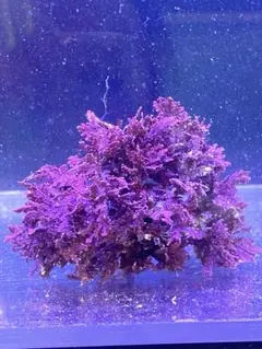 2026年最新】枝珊瑚の人気アイテム - メルカリ