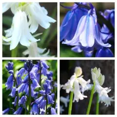 しょうゆ隊様 リクエスト 2点 まとめ商品