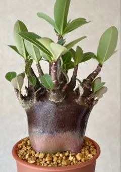 2025年最新】アデニウム ブラックスキンの人気アイテム - メルカリ