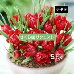 さくら様 リクエスト 2点 まとめ商品