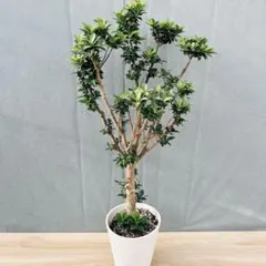 現品 ガジュマル 曲がり 33番 観葉植物 インテリアグリーン 希少