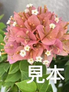 Chum様 リクエスト 3点 まとめ商品