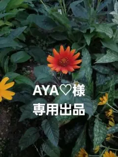 AYA♡様専用出品、ヘリオプシス　ブリーディングハーツ苗
