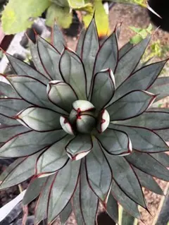 2025年最新】アガベ ブルーグローの人気アイテム - メルカリ