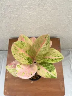 2025年最新】アグラオネマの人気アイテム - メルカリ