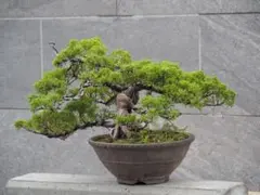 赤松　懸崖　根上り　10ｃｍ 赤松 懸崖 根上り 10cm - メルカリ