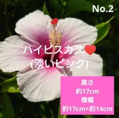 No.3【沖縄から♪】ハイビスカス(ピンクアイス)♥️蕾つき♪高さ約23cm