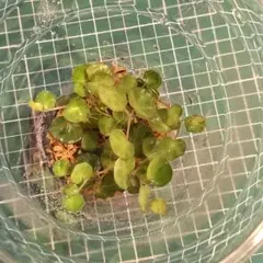 Begonia lichenora　ベゴニア　リケノラ　無農薬