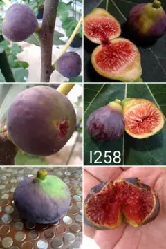 2025年最新】258 いちじくの人気アイテム - メルカリ