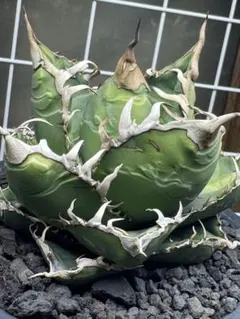 1308アガベ チタノタ Godzilla 精選子株 狂棘 強棘 優良血統 2025年最新】AGAVE godzillaの人気アイテム - メルカリ