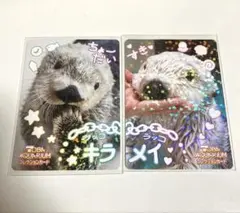 様 鳥羽水族館コレクションカード第2弾 キラ メイ 2枚セット ニコイチ