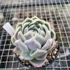 桃くま 優木園さん苗 抜き苗 ポット内すべて - メルカリ