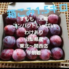 コEすもも　太陽　コンパクト　わけあり　山梨県産　午前着のサムネイル