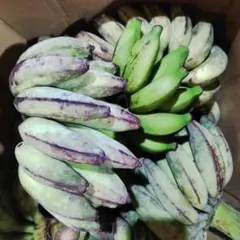 沖縄産　バナナ　8KG　お任せセットのサムネイル