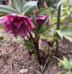 ひろちゃん様ご専用