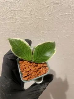 GWセール　レア　珍種　ホヤ　Hoya chloroleucha サクララン セール レア 珍種 ホヤ Hoya chloroleucha サクララン - メルカリ