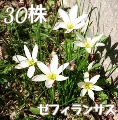 ゼフィランサス　タマスダレ　抜き苗　球根　30株のサムネイル