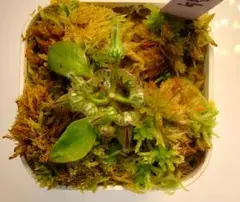 セファロタス ハマーズジャイアント 食虫植物 【匿名配送】 - メルカリ