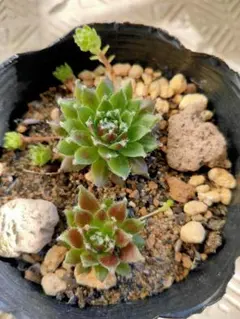 2026年最新】多肉植物 センペルビウムの人気アイテム - メルカリ