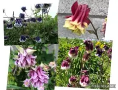 シルバ様 リクエスト 2点 まとめ商品