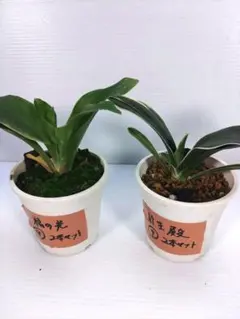 2026年最新】品種名：オモト(万年青) その他観葉植物の人気アイテム