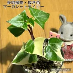 マーガレットアイビー 多肉植物 ちび挿し木苗4cmポット付き 斑入り マーガレットアイビー 宿根草 多肉植物 抜き苗 小苗 その他多肉植物