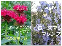 専用です【6-Hマリンブルー&6-aベルガモット】ハーブティー、お料理に