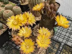 マリー（即購入大歓迎)様 リクエスト 2点 まとめ商品