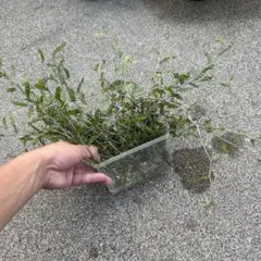 【コレクション株】 超希少 斑入り オペルクリカリア ヒファエノイデス 白斑 2025年最新】オペルクリカリア 斑入りの人気アイテム - メルカリ