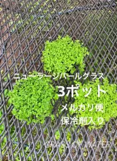 ニューラージパールグラス3ポット メルカリ便のサムネイル