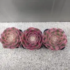 多肉植物　ピンクウィッチ　1本カット苗のサムネイル
