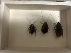 ナンベイオオチャバネゴキブリ（マンモスゴキブリ） - メルカリ