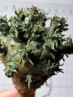 写真1-4 デセプタ ユーフォルビア 多肉植物 塊根植物 実生 - メルカリ