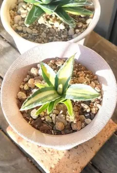 2026年最新】アガベ アメリカーナ縞斑の人気アイテム - メルカリ