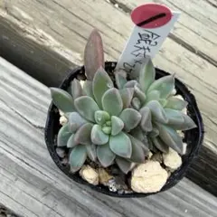 Mariri様 リクエスト 2点 まとめ商品