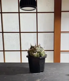 【超高騰品種】姫厳竜 × スーパーボール hyb 特厚短葉強棘 アガベ チタノタ 超高騰品種】姫厳竜 × スーパーボール hyb 特厚短葉強棘 アガベ