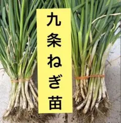 京都府産 九条ネギ 苗 60本 無農薬 - メルカリ