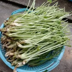 安曇野産　根付きわさび茎　1キロのサムネイル