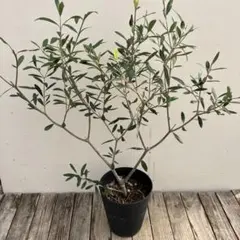 オリーブの木　エルグレコ　ブラックテラコッタ鉢植え　苗　苗木 オリーブの木 エルグレコ お洒落 ブラック×ゴールド テラコッタ鉢植え