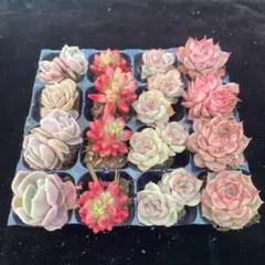 ゆ*あ様 XY785P　4種類セット　16苗　多肉植物　土根付き　エケベリア