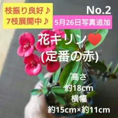No.3【沖縄から♪】花キリン(定番の赤)♥️枝振り最高♪ - メルカリ