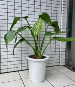 ③ ストレリチア オーガスタ 3株植え 8号 特大苗木最高等級極上品