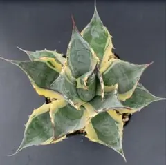 2025年最新】アガベ パラサナ インプレッショニストの人気アイテム