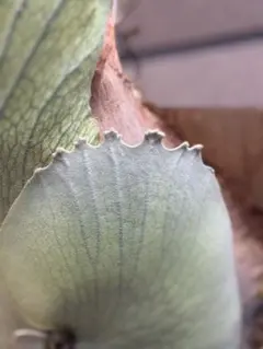 そう様 リクエスト 2点 まとめ商品