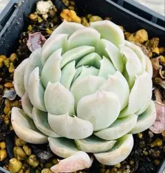 多肉植物　ストロベリーアイス 抜き苗 エケベリア