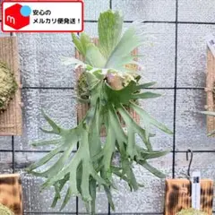 ビカクシダ P. willinckii Moonlight 親株 - メルカリ