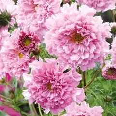 花の種 八重咲きコスモス ローズボンボン 30粒のサムネイル