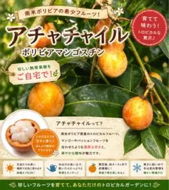 2026年最新】アチャチャイルの人気アイテム - メルカリ