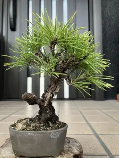 2025年最新】錦松盆栽の人気アイテム - メルカリ