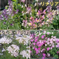 秋まき　春に咲く花の種　3種類選べますのサムネイル